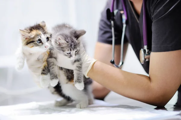 Giovane medico veterinario femminile in cerca di gattino carino — Foto Stock