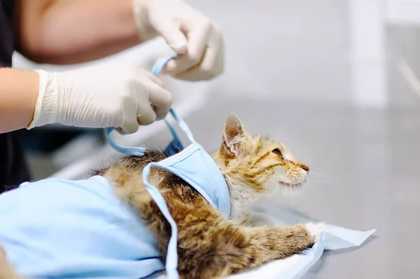 Kobieta lekarz weterynarii stawia bandaż na kota po zabiegu — Zdjęcie stockowe