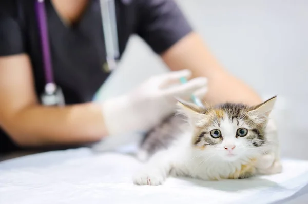 귀여운 고양이 대 한 주입을 주는 여성 수 의사 — 스톡 사진