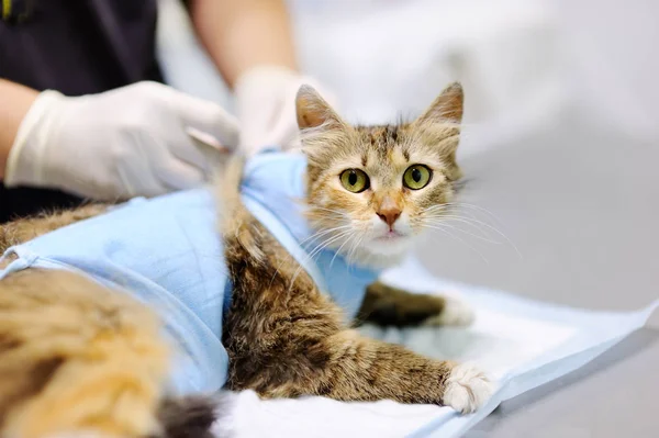 Médica veterinária feminina coloca a bandagem no gato após a cirurgia — Fotografia de Stock
