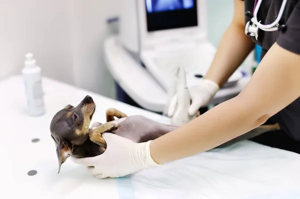 狗，超声扫描在兽医办公室 — 图库照片