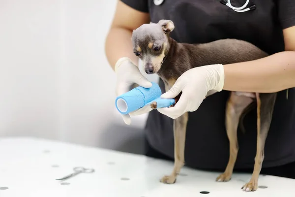 Tierärztin während der Untersuchung in der Tierklinik — Stockfoto