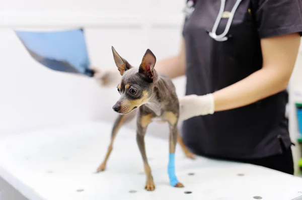 Médico veterinário fêmea com cão terrier olhando para raio-x durante o exame na clínica veterinária — Fotografia de Stock