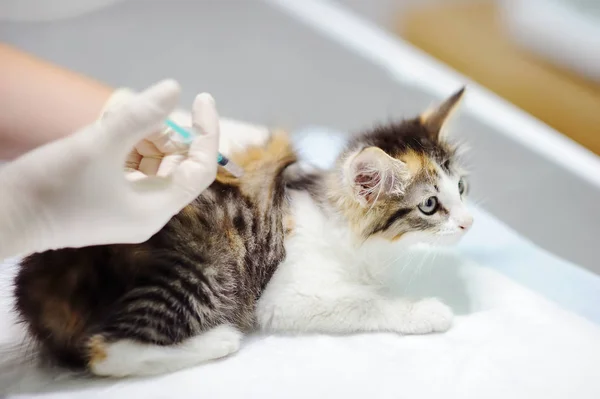 Female veterinary doctor giving injection for cute kitten — Stock Photo, Image