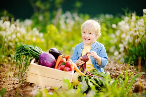 Anak kecil yang lucu memegang bit organik segar di taman domestik — Stok Foto