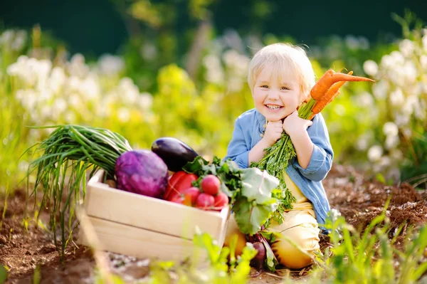 Lindo niño sosteniendo un montón de zanahorias orgánicas frescas en el jardín doméstico — Foto de Stock