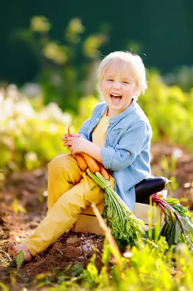 Милий маленький хлопчик тримає купу свіжої органічної моркви в домашньому саду — стокове фото