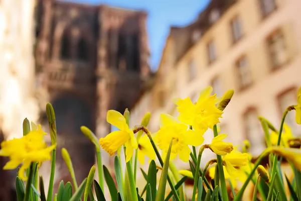 Λουλούδια όμορφα κίτρινο ίριδας με τον Καθεδρικό Ναό Notre Dame του Στρασβούργου σε φόντο — Φωτογραφία Αρχείου