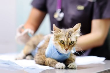 Enjeksiyon için ameliyattan sonra sargı bezi giyen kedi veren kadın Veteriner Hekim. Şırınga üzerinde odaklanmak
