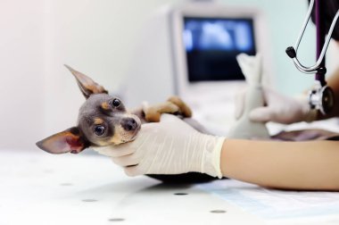 Ultrason veteriner ofisi taramak zorunda köpek