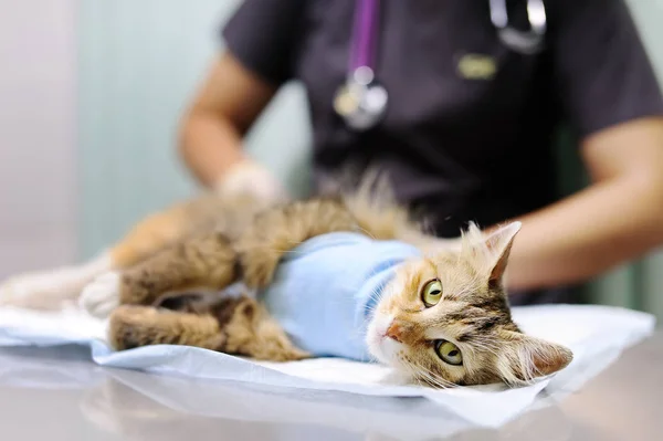Vrouwelijke veterinaire arts zet het verband op de kat na een operatie — Stockfoto
