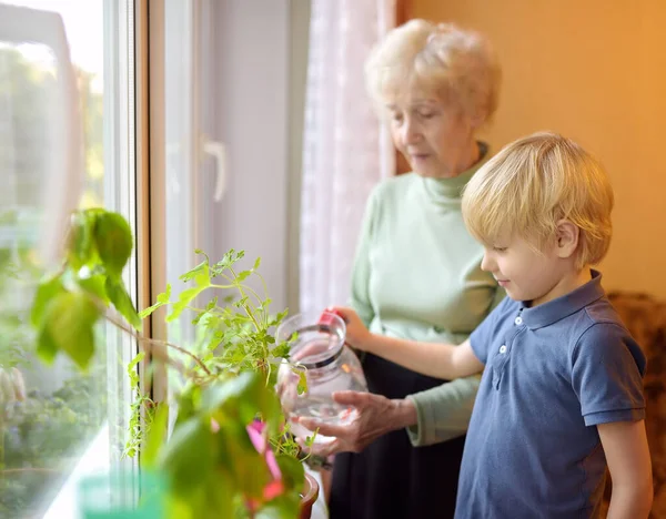 美丽的老妇人和她的小孙子正站在窗边照顾家里的花. — 图库照片