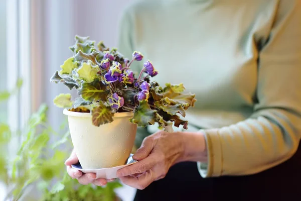 Retrato de mulher sênior bonita com cabelos grisalhos encaracolados. Idosos estão de pé junto à janela e cuidando das flores da casa . — Fotografia de Stock