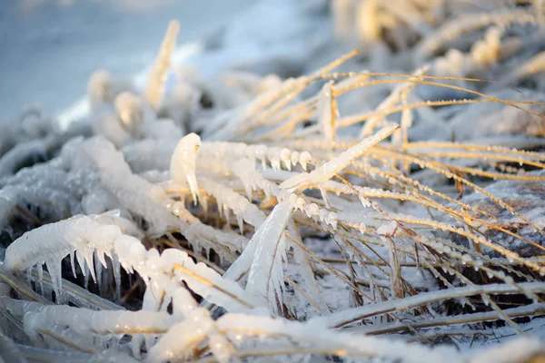 Grama congelada está na costa do mar no inverno. Close-up de grama de gelo . — Fotografia de Stock