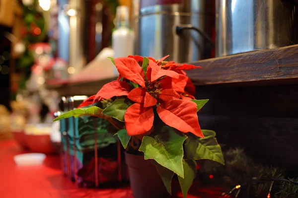 Decoration on Tallinn Christmas fair. Flowerpot with Poinsettia. — Stock Photo, Image