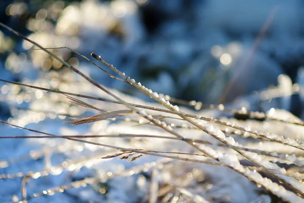 Frozen grass is on sea coast in winter. Close-up of icing grass. — Stock Photo, Image