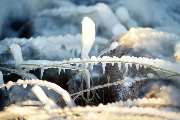 Frozen grass is on sea coast in winter. Close-up of icing grass. — Stock Photo, Image