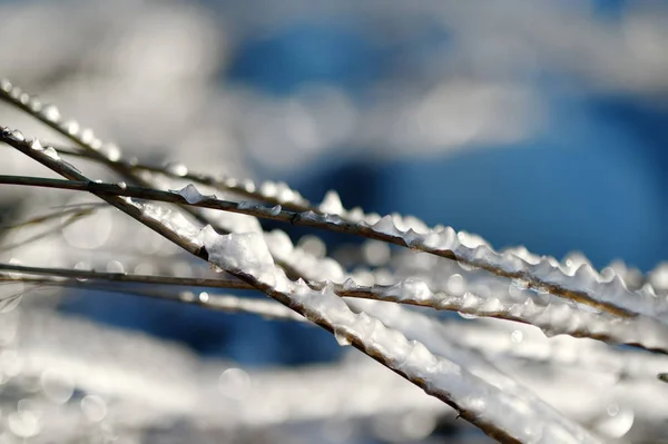 Grama congelada está na costa do mar no inverno. Close-up de grama de gelo . — Fotografia de Stock