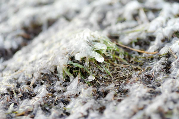 Frozen grass is on sea coast in winter. Close-up of icing grass. — Stock Photo, Image