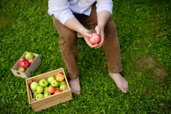 Верхний вид зрелого человека, собирающего яблоки в саду. Отдых во время сбора урожая . — стоковое фото
