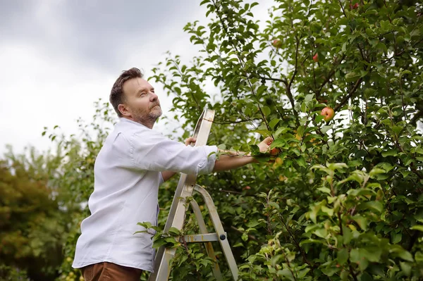 Gammal man plockar äpplen i fruktträdgården. Person står på en stege nära trädet och sträcker sig efter ett äpple. — Stockfoto