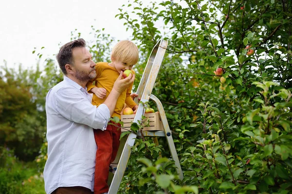 En liten pojke med sin far plockar äpplen i fruktträdgården. Barn står på en stege och sniffar ett äpple. — Stockfoto