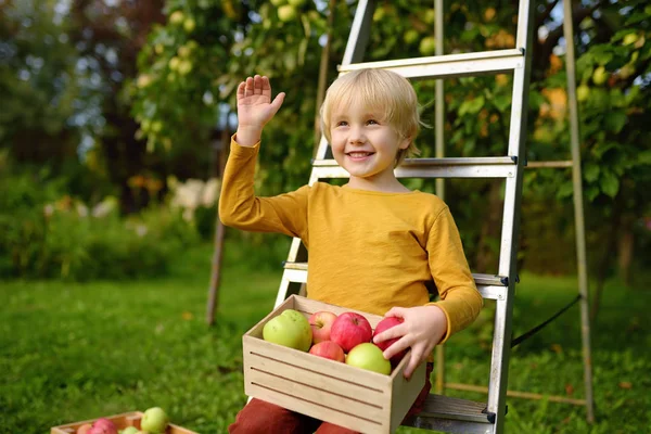 Un niño recogiendo manzanas en el huerto. Niño sosteniendo caja de madera con cosecha . — Foto de Stock