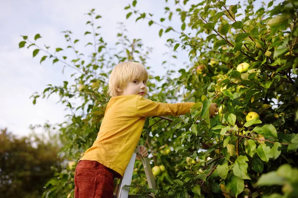果樹園でリンゴを摘む少年。子供は木の近くのはしごの上に立ってリンゴを手に入れます. — ストック写真
