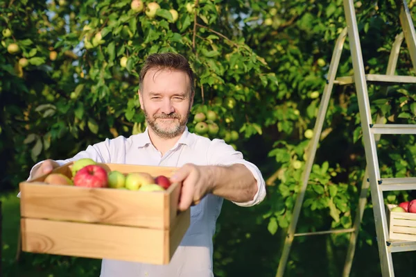 Snygg mogen man plockar äpplen i fruktträdgården. Person som innehar trälådor med skörd. — Stockfoto