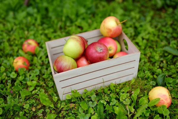 Вид сверху деревянной коробки с зелеными и красными свежесобранными яблонями, стоящими на траве в саду . — стоковое фото