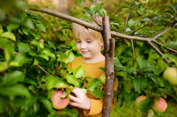 Un niño recogiendo manzanas de un árbol en el huerto. Cosecha en el jardín doméstico . — Foto de Stock