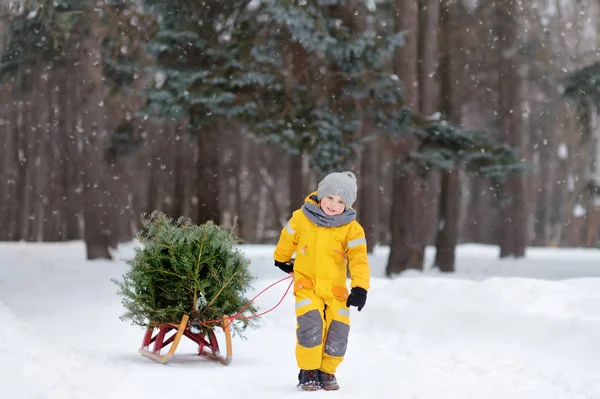 Menino carrega uma árvore de Natal em um trenó para casa da floresta de inverno . — Fotografia de Stock