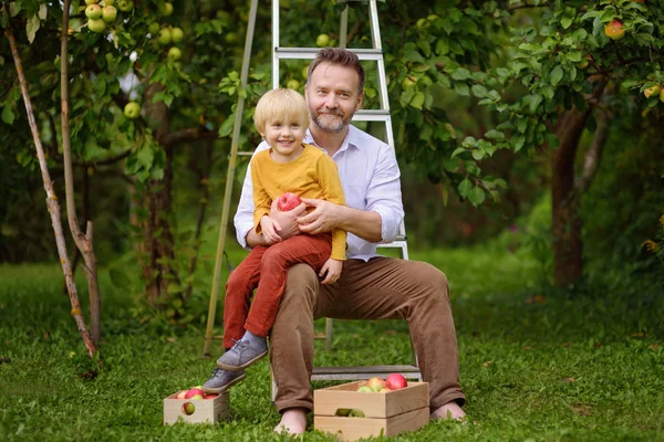 Un niño pequeño con su padre recogiendo manzanas en el huerto. Niño y papá descansando durante la cosecha . — Foto de Stock