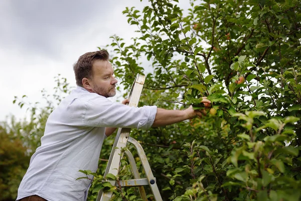 Gammal man plockar äpplen i fruktträdgården. Person står på en stege nära trädet och sträcker sig efter ett äpple. — Stockfoto