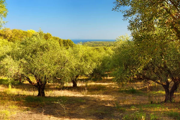 Oliveiras finas no dia ensolarado de verão na Grécia, oeste do Peloponeso, Kyllini . — Fotografia de Stock