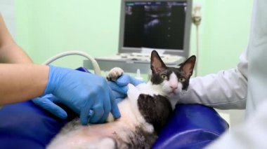 İki veteriner doktor veteriner kliniğinde muayene sırasında engelli kedinin ultrason taramasını yapıyor. Hayvan sağlığı.