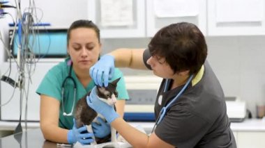 İki veteriner doktor Cornish Rex 'in kedisini veteriner kliniğinde kontrol ediyor. Hayvan sağlığı.