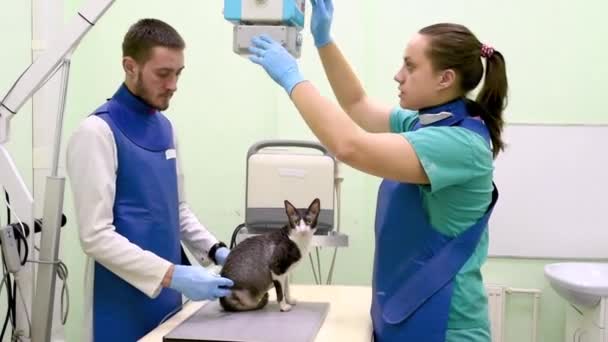Два Ветеринарных Врача Делают Рентген Породы Корниш Рекс Кошки Инвалида — стоковое видео