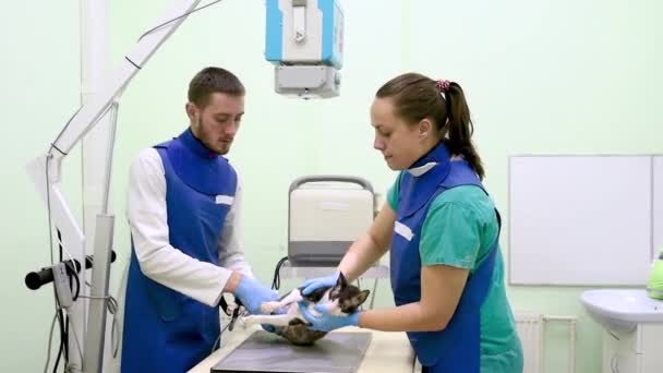 Deux Médecins Vétérinaires Font Une Radiographie Race Cornish Rex Chat — Video