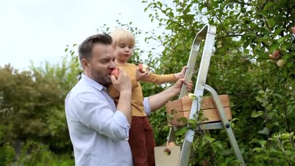 Niño Pequeño Con Padre Recogiendo Manzanas Huerto Niño Papá Pie — Vídeo de stock