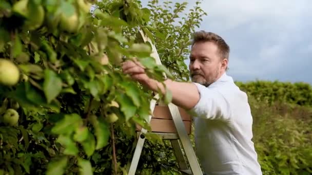 Starší Muž Sbírá Jablka Sadu Osoba Stojí Žebříku Stromu Sahá — Stock video