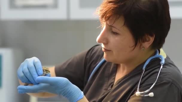 兽医在兽医诊所检查蛤蟆 异国的动物 宠物的健康 — 图库视频影像