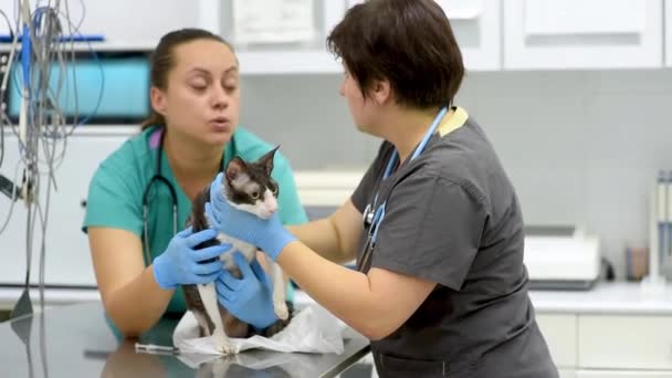 两名兽医医生在兽医诊所对品种Cornish Rex的猫进行了检查 宠物健康 — 图库视频影像