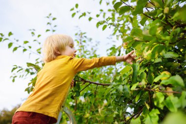 Meyve bahçesinde elma toplayan küçük bir çocuk. Çocuk ağacın yanındaki merdivende duruyor ve bir elmaya uzanıyor. Sonbaharda evcil bahçede hasat..