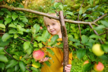 Meyve bahçesinde elma toplayan küçük bir çocuk. Çocuk ağacın yanındaki merdivende duruyor ve bir elmaya uzanıyor. Sonbaharda evcil bahçede hasat..