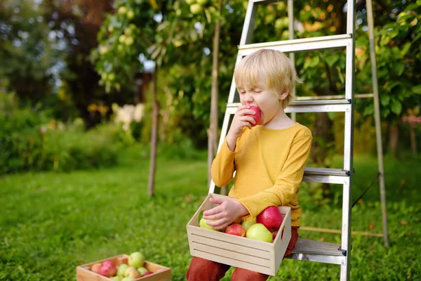 Niño Recogiendo Cosecha Manzanas Huerto Niño Sosteniendo Caja Madera Con — Foto de Stock