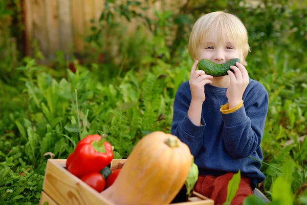 Roztomilý Malý Chlapec Vychutnat Organickou Sklizeň Domácí Zahradě Dítě Baví — Stock fotografie