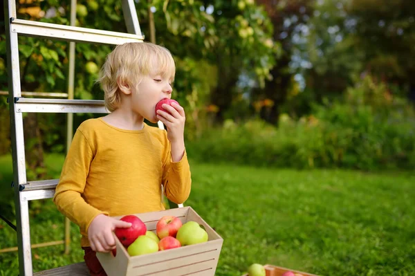 Küçük Çocuk Meyve Bahçesinden Elma Topluyor Çocuğun Elinde Tahtadan Bir — Stok fotoğraf