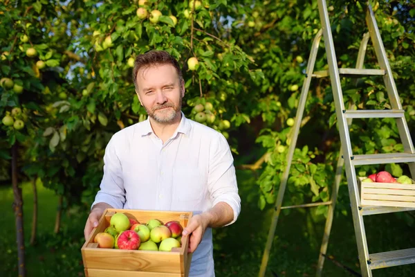 Snygg Man Plockar Äpplen Fruktträdgården Person Som Håller Trälådor Med — Stockfoto