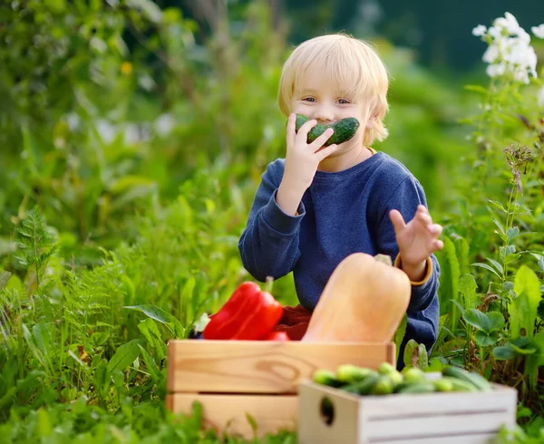 Roztomilý Malý Chlapec Vychutnat Organickou Sklizeň Domácí Zahradě Dítě Baví — Stock fotografie